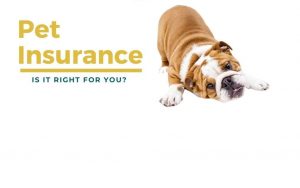 Best pet insurance